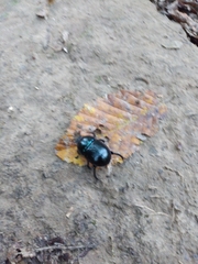 Anoplotrupes stercorosus