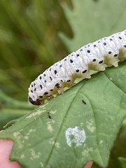 Tenthredo scrophulariae