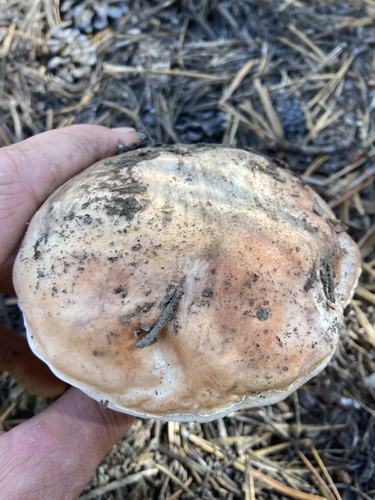 Boletus edulis (Photo 3 of 4)