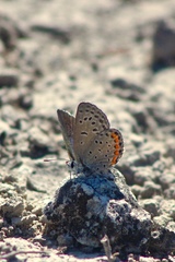 Icaricia lupini texanus