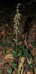 Epipactis purpurata