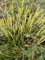Lycopodium lagopus