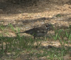 Chondestes grammacus