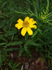 Heliopsis parvifolia