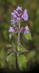 Mentha aquatica