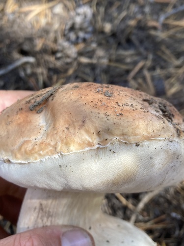 Boletus edulis (Photo 4 of 4)
