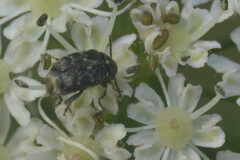 Bruchinae