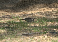 Chondestes grammacus