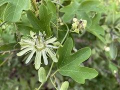 Passiflora affinis