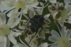 Bruchinae