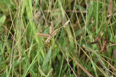 Dactyloctenium aegyptium