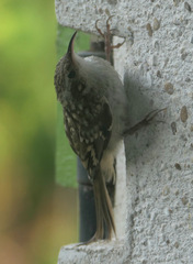 Certhia brachydactyla