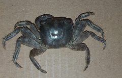 Pachygrapsus marmoratus