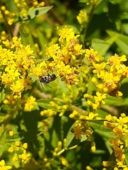 Dialictus