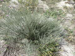 Artemisia campestris