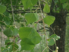 Populus fremontii