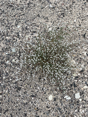 Euphorbia brandegeei