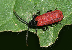 Platycis minutus