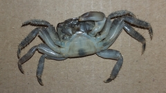 Pachygrapsus marmoratus