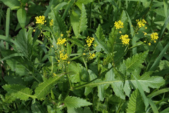 Rorippa amphibia