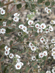 Euphorbia brandegeei