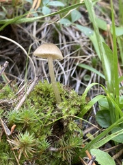 Entolomataceae