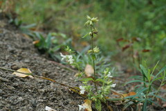 Stachys annua