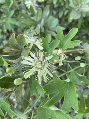 Passiflora affinis