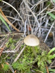 Entolomataceae