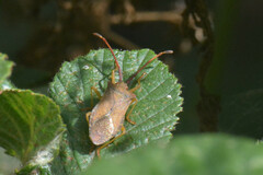 Gonocerus acuteangulatus