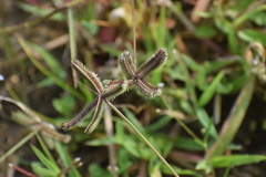 Dactyloctenium aegyptium