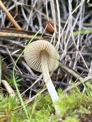 Entolomataceae
