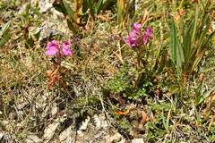 Pedicularis kerneri