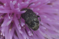 Bruchinae