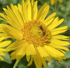 Halictus ligatus