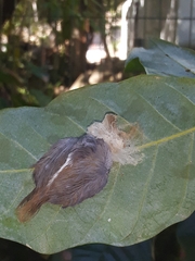 Megalopyginae