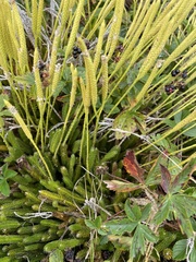 Lycopodium lagopus