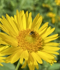 Halictus ligatus