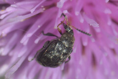 Bruchinae