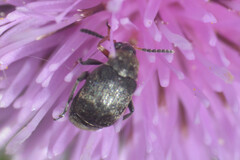 Bruchinae