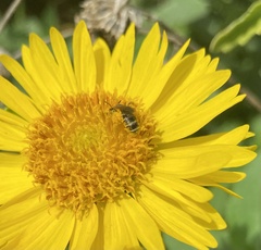 Halictus ligatus