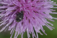Bruchinae
