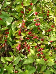 Elaeagnus umbellata