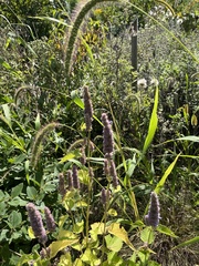 Agastache foeniculum