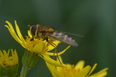 Syrphus ribesii