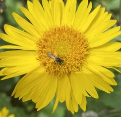 Halictus ligatus