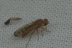 Opomyza