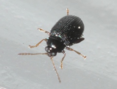 Epitrix cucumeris