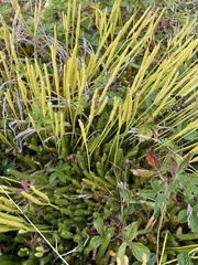 Lycopodium lagopus