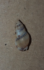 Tritia unifasciata